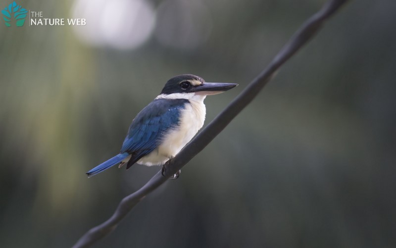 Collared Kingfisher